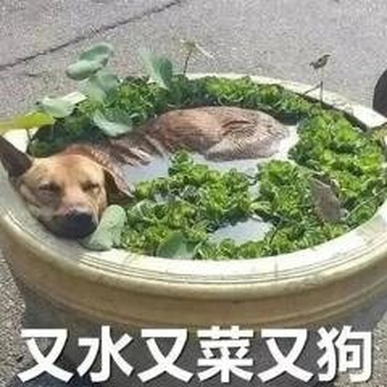 菜鸡表情图片