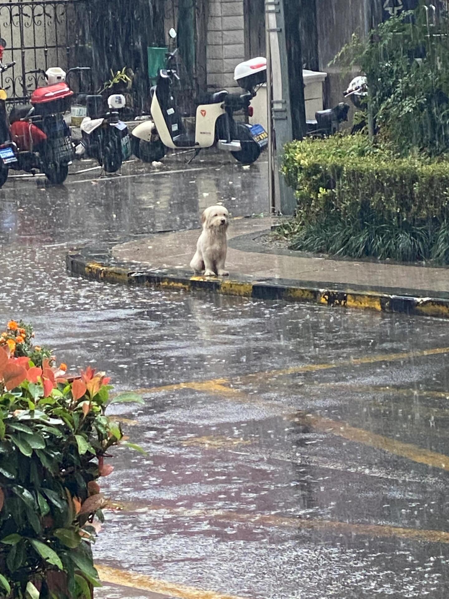 淋雨的狗子