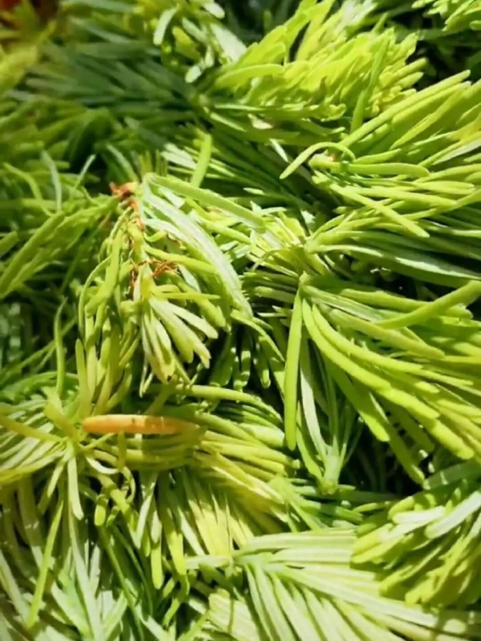 [捂脸r][捂脸r][捂脸r]凉拌 沙松尖,云南美食,凉拌沙松尖!