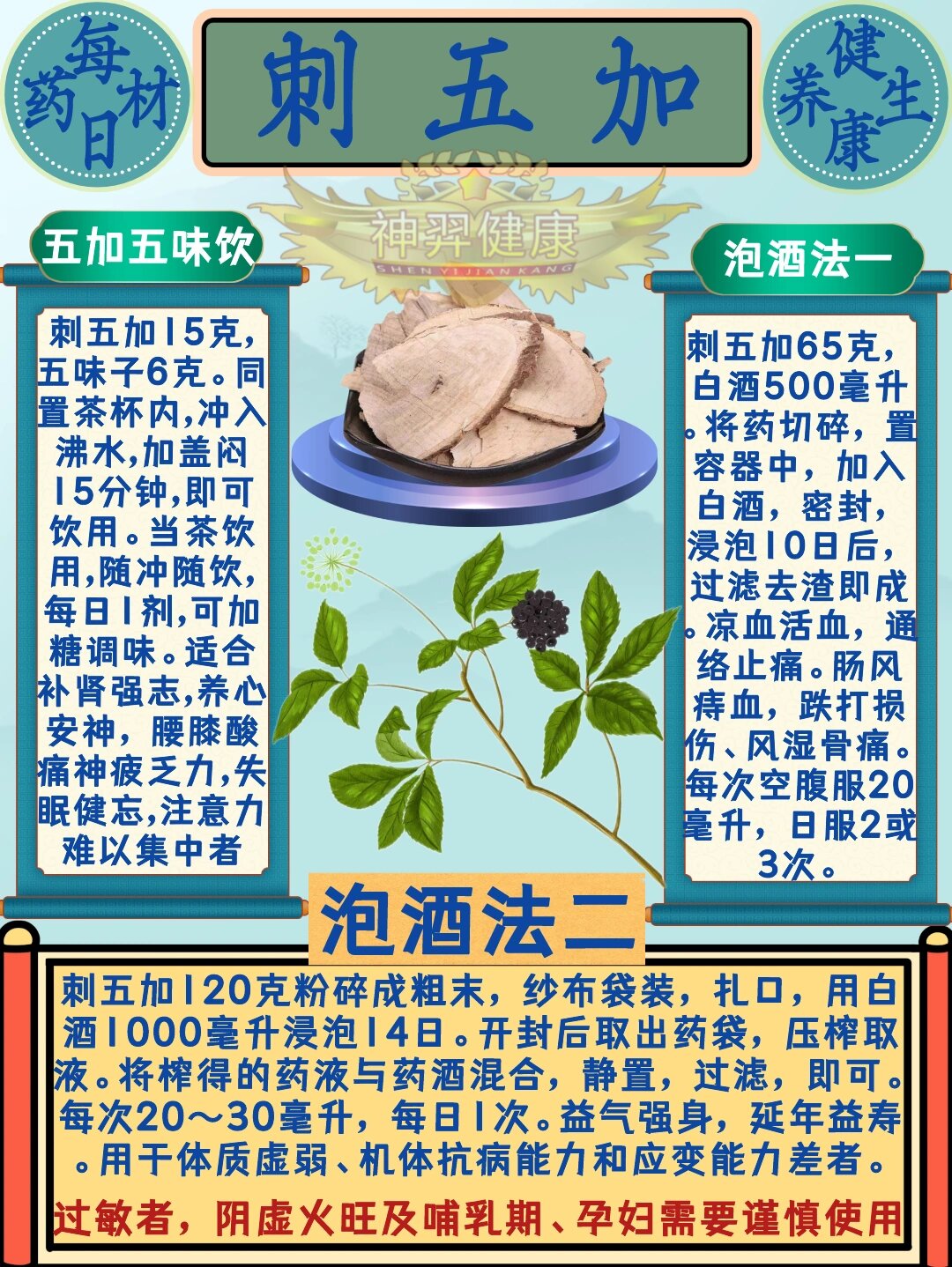 刺五加的食用方法图片