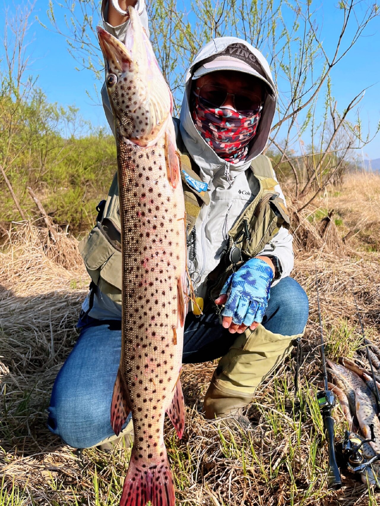 有幸钓到东北的黑斑狗鱼