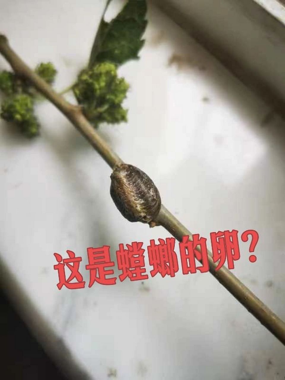 螳螂的卵长啥样?99.9%的人不知道 广斧螳螂是属于螳螂科的一种昆虫.