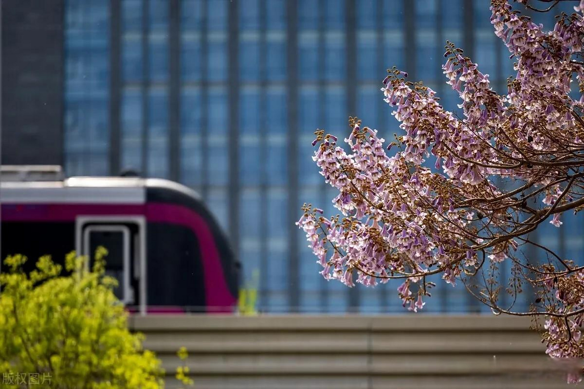 北京最美泡桐大道 美丽过时不候 2022年4月14日,位于亦庄宏达北路上