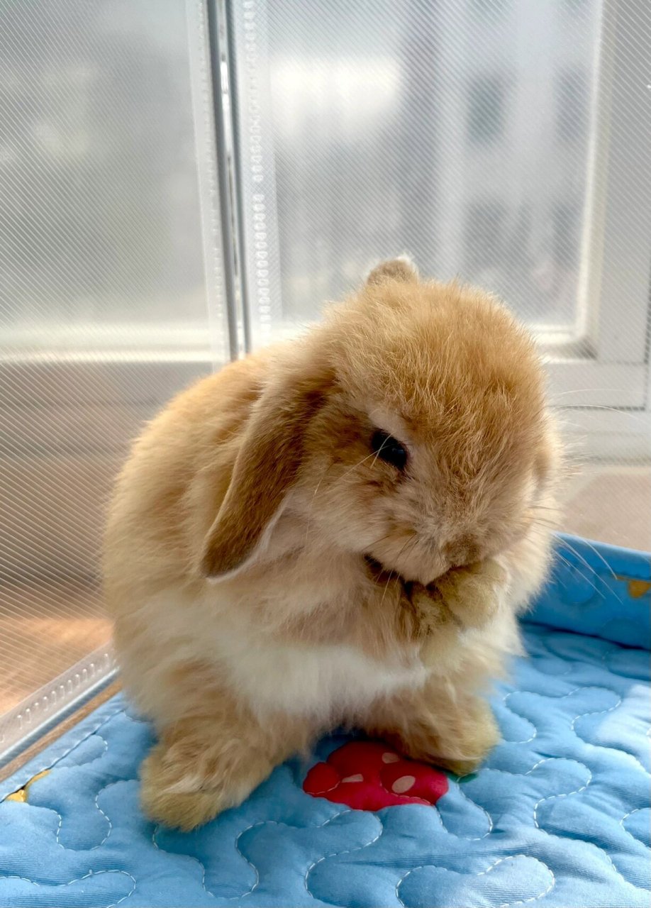 一只垂耳兔的成长史 饭团先生到家的时候2个多月,奶萌奶萌的～～ 卖家