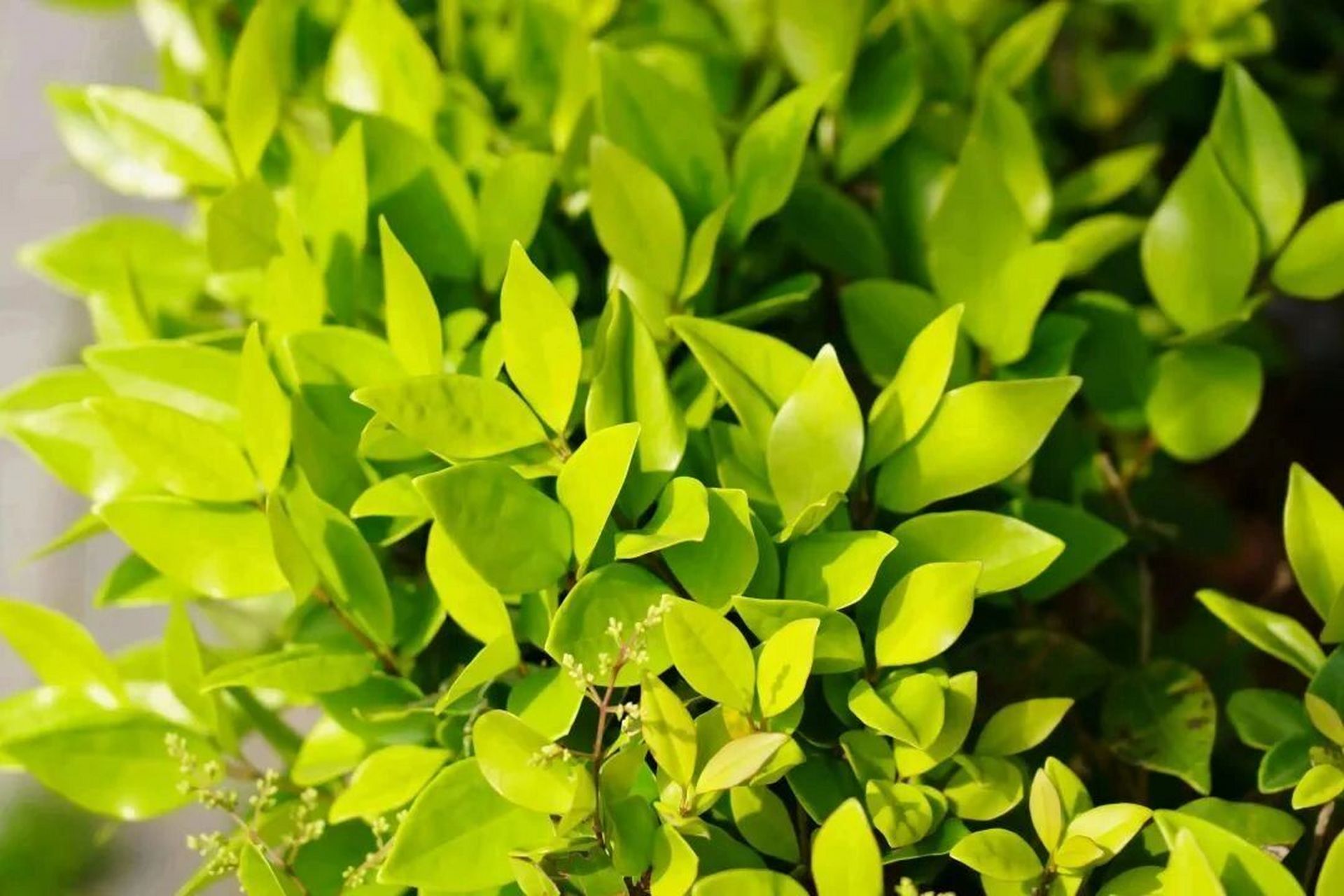 青葱禾苗,巍峨远山 一朝青绿,万物生长 遇一抹青绿