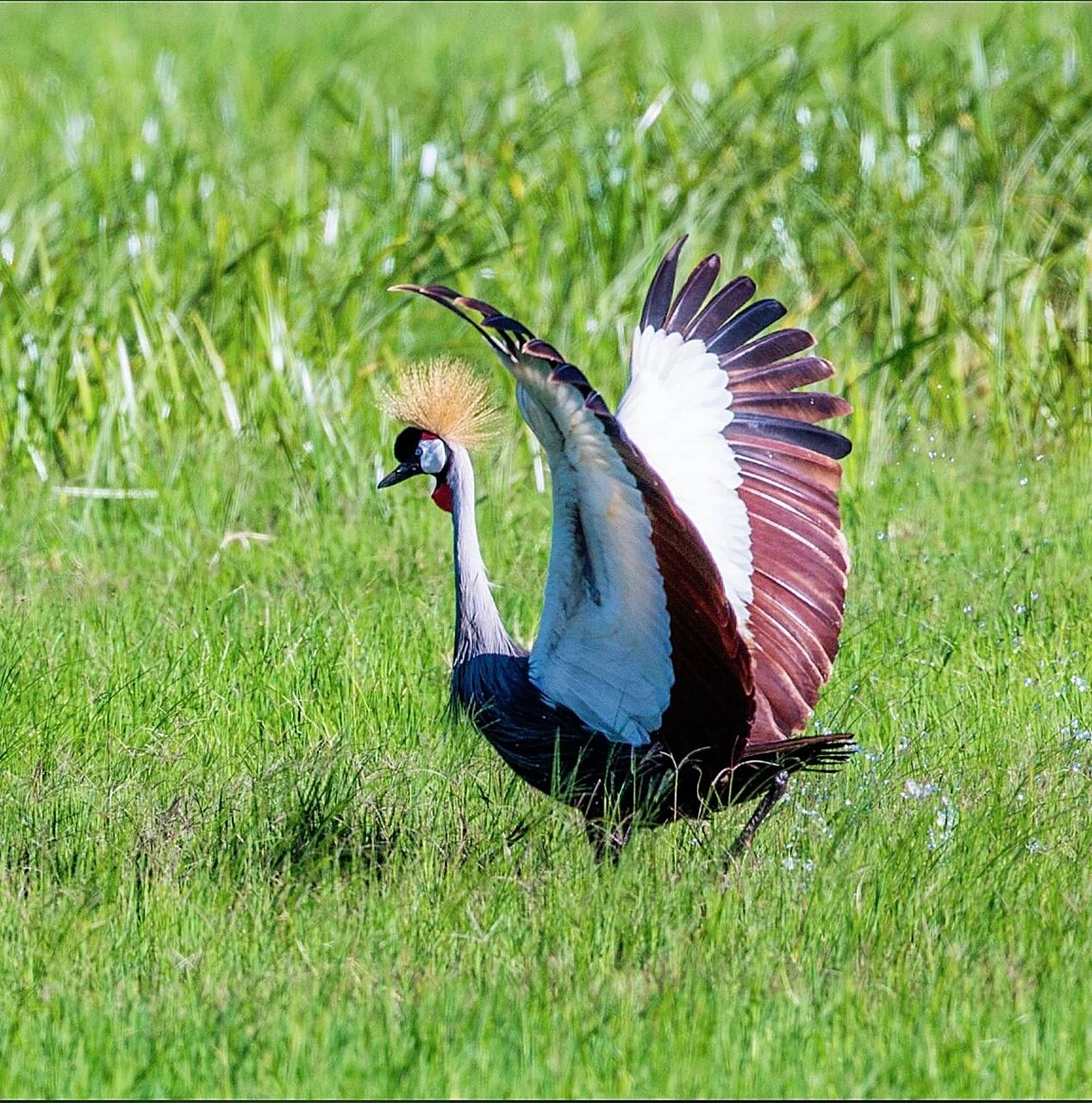 非洲冠鹤|国旗上的鸟 相传,在非洲广泛流传着一个有关东非冠鹤的故事