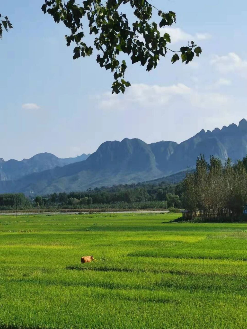涉县半日游.   午饭后出发,1,导航到涉县红河谷,稻田风景.