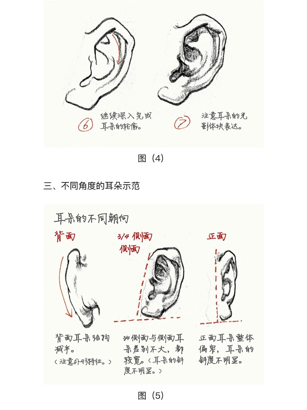 速写基础|耳朵(全