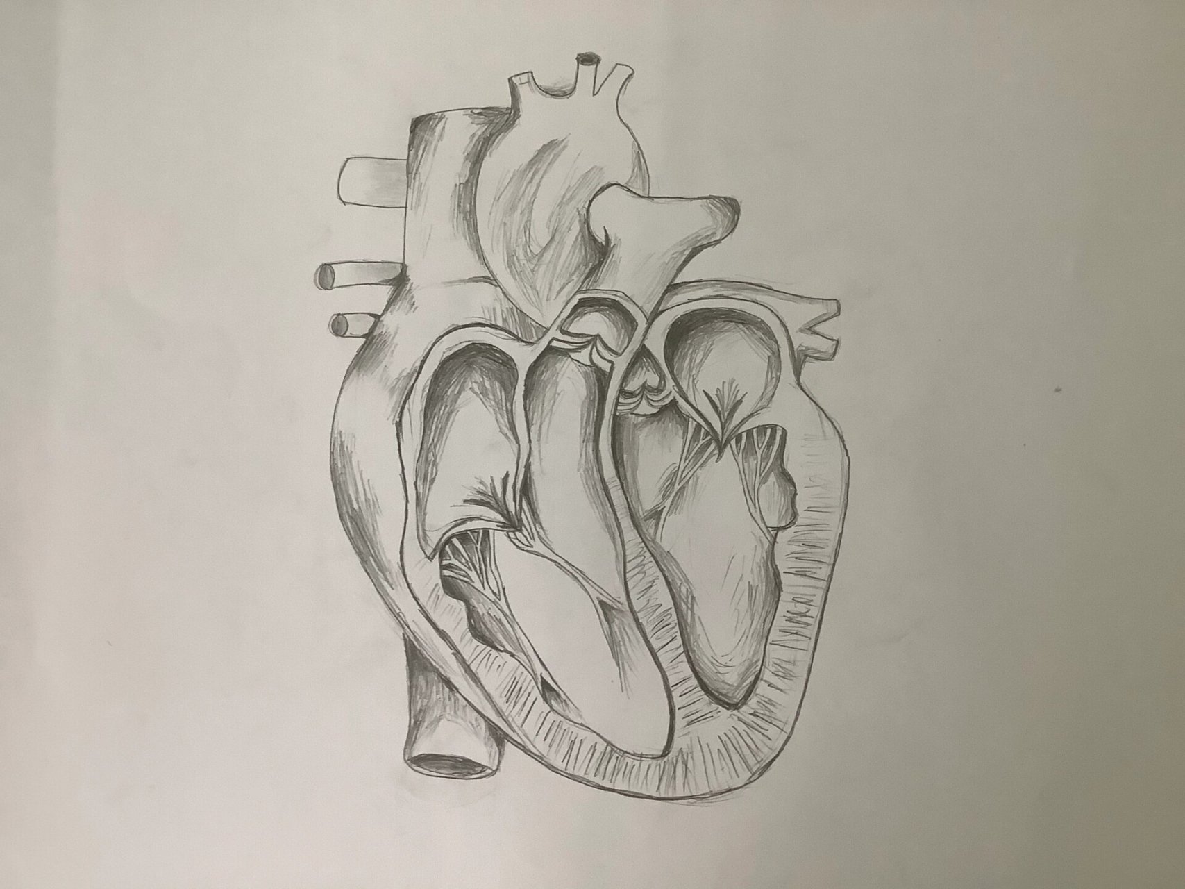 心脏结构图 作业