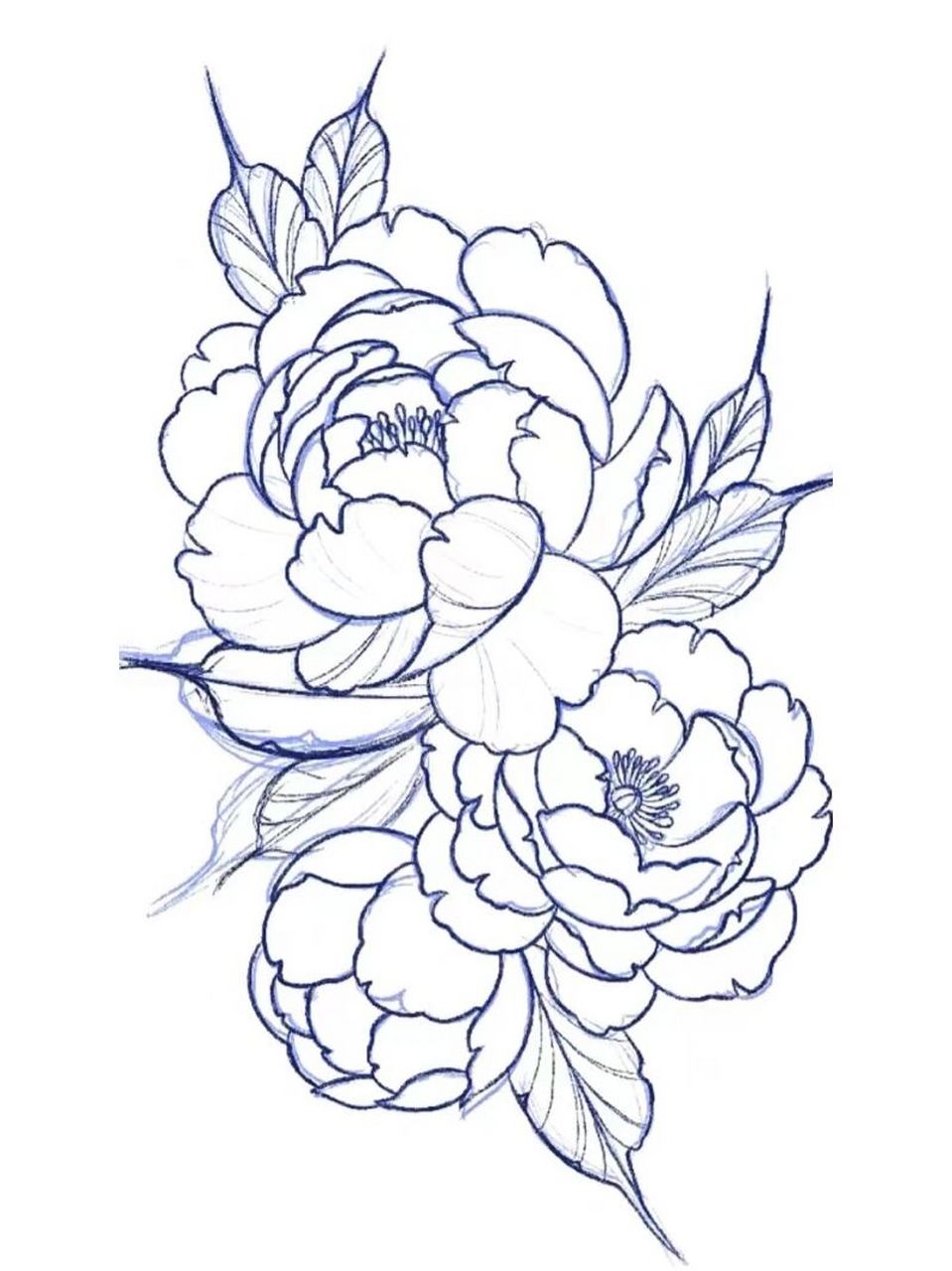 牡丹花绘画教程 每一份热爱都值得全力以赴