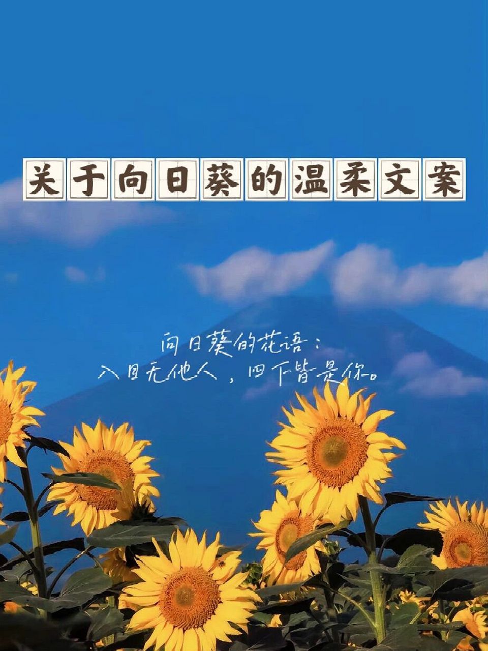 关于向日葵的温柔文案lll向日葵花语 1,向日葵的花语:入目无他人,四下