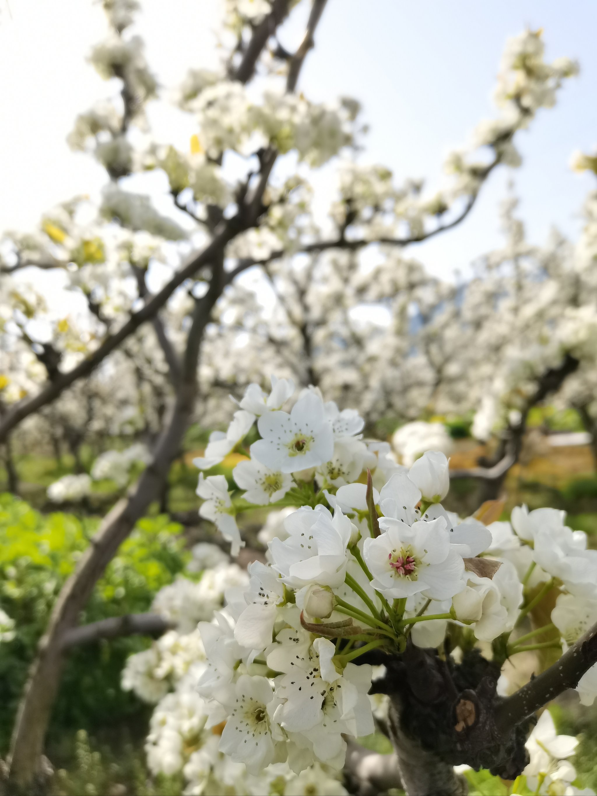 树山梨花节