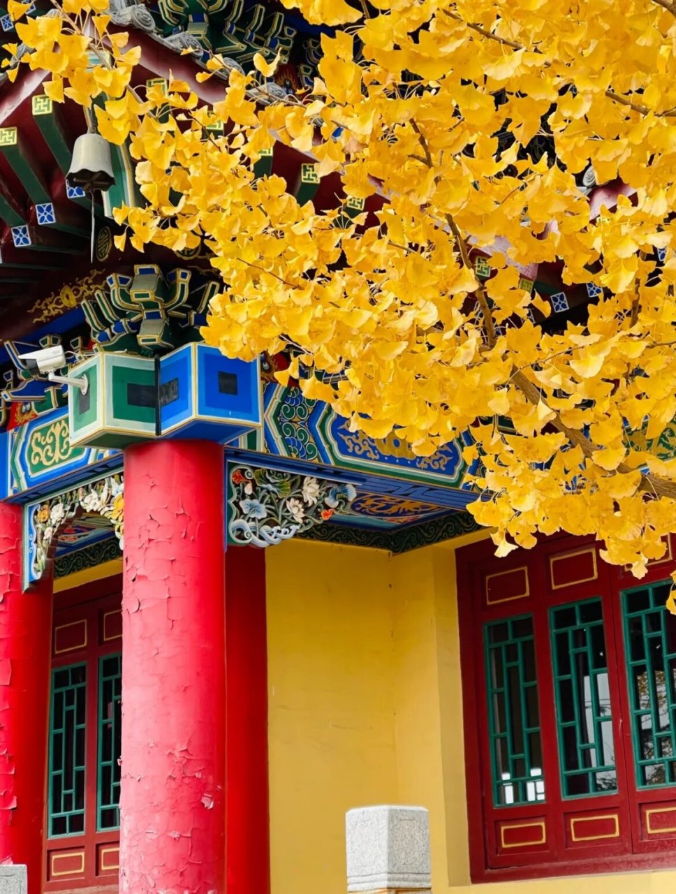 大连游记|不收香火钱免费看银杏的寺庙.