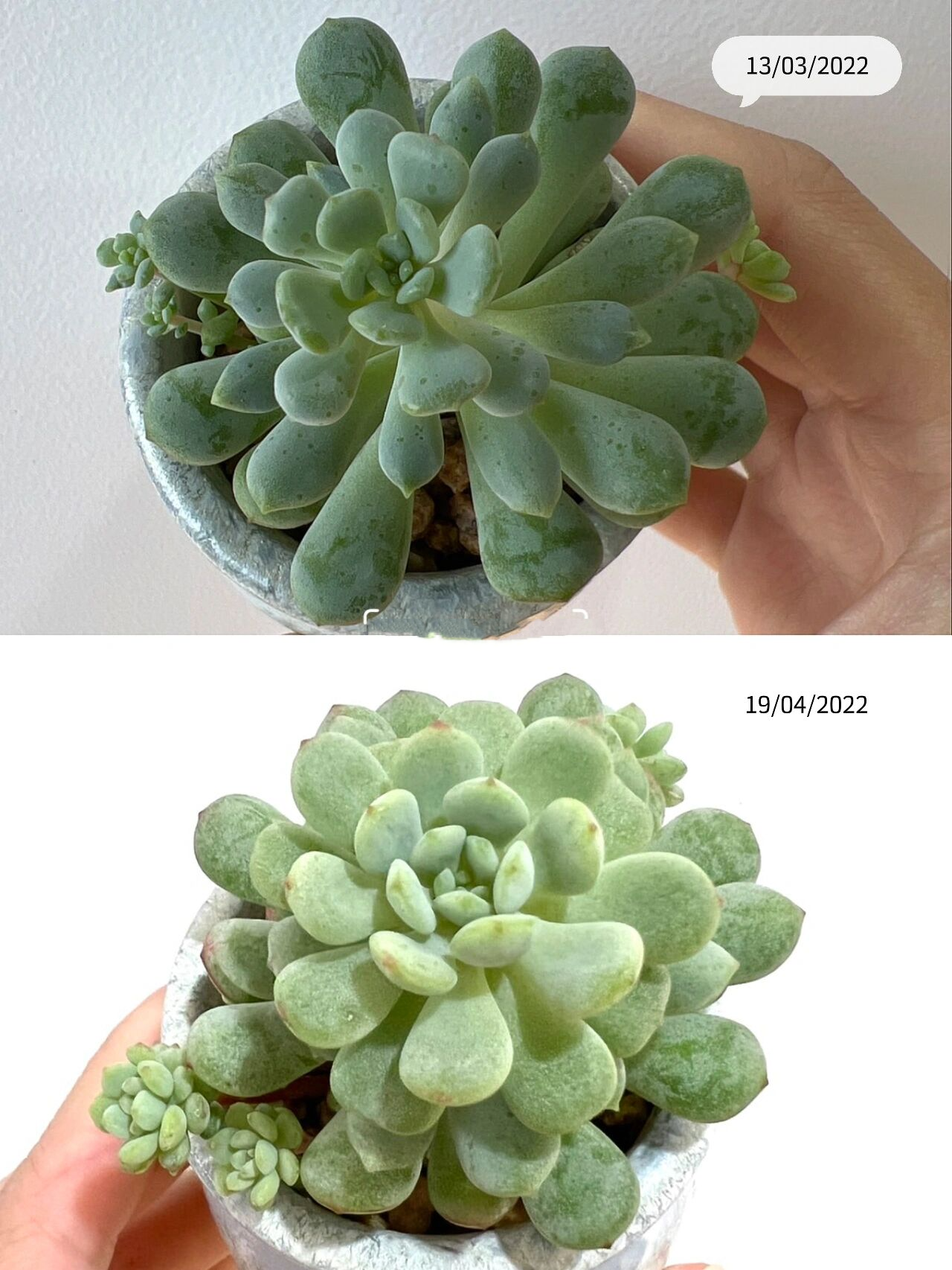 91多肉日记 | 一棵萌豆的前世今生99 这棵萌豆是今年重回肉坑入的