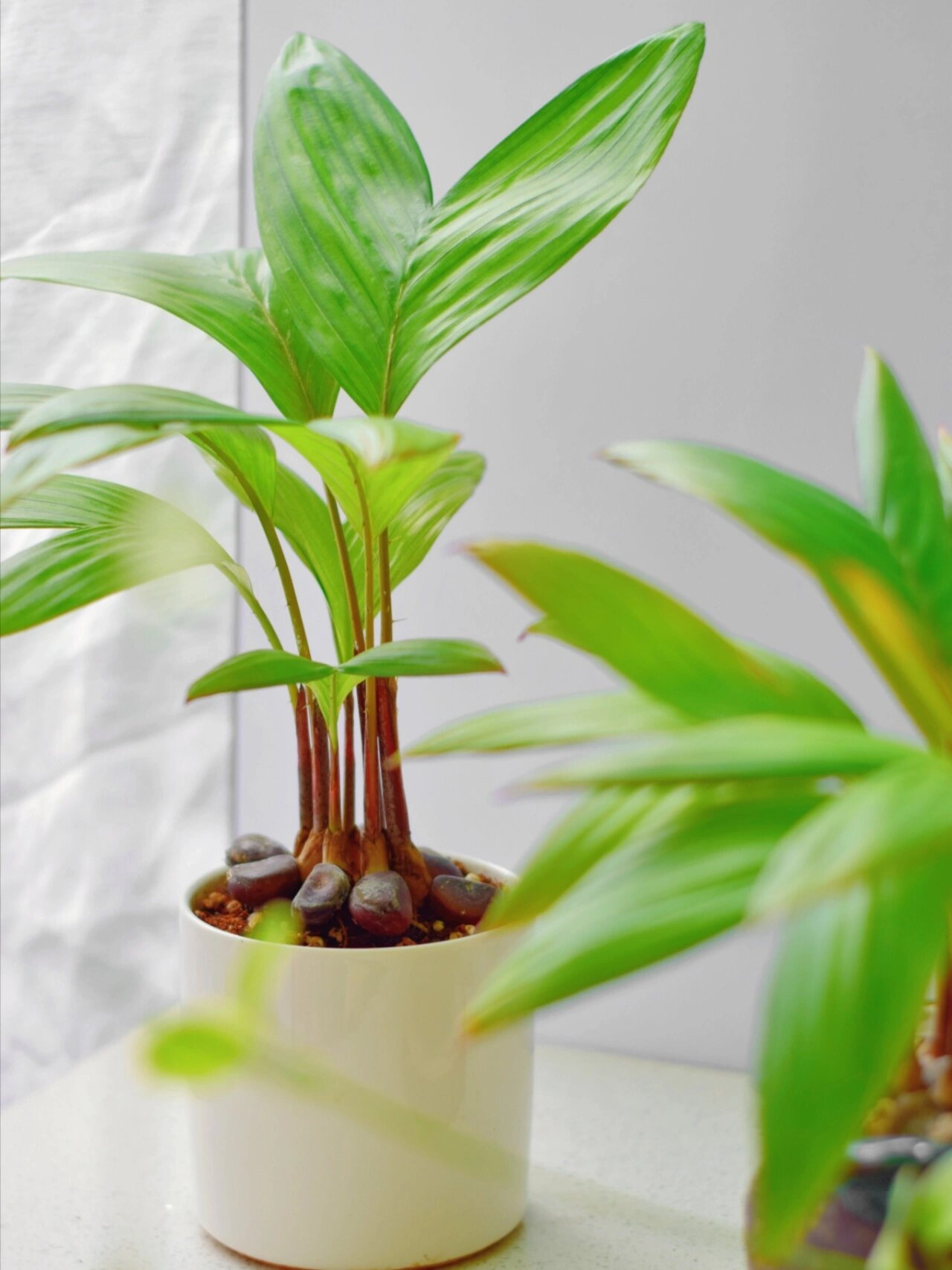 第一次吃蛇皮果,用种子种出美人鱼尾巴 一直都知道蛇皮果,然而一直都