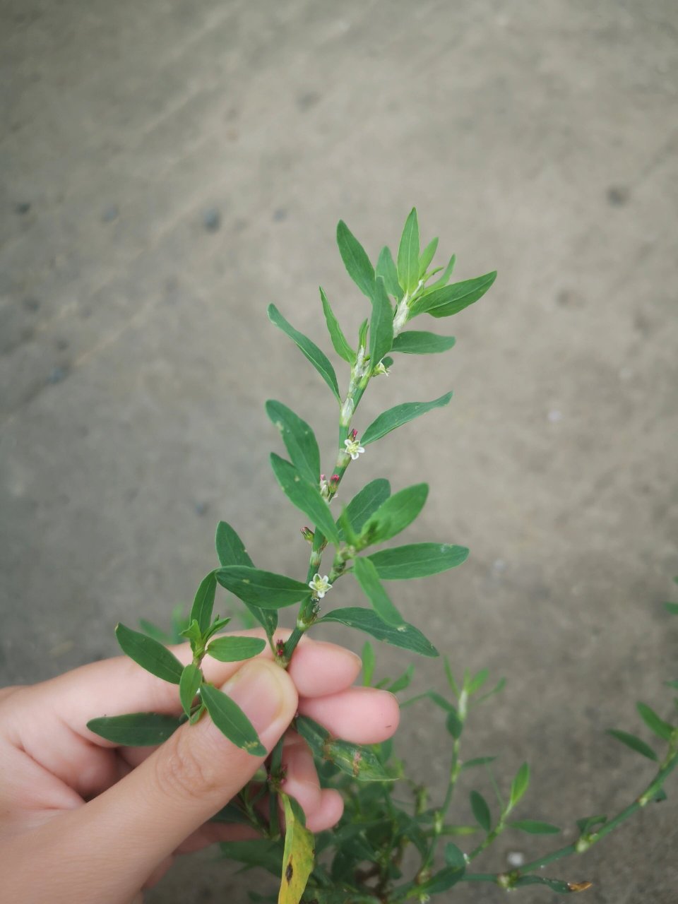 杂草图鉴(14)——萹蓄/中药 【别名】:扁竹,扁蓄.