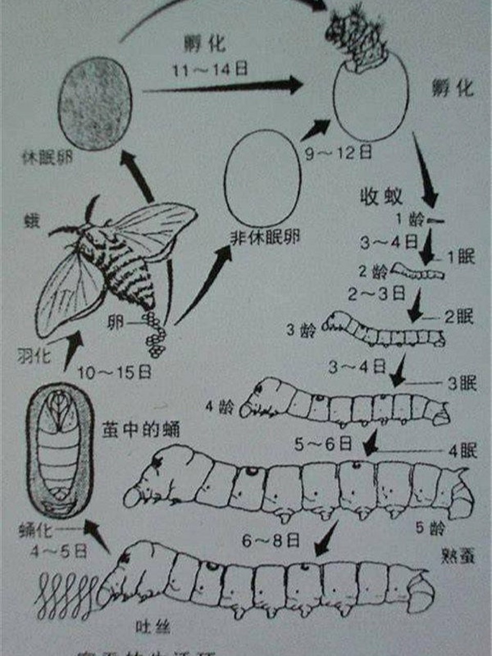 蚕的身体结构图片图片