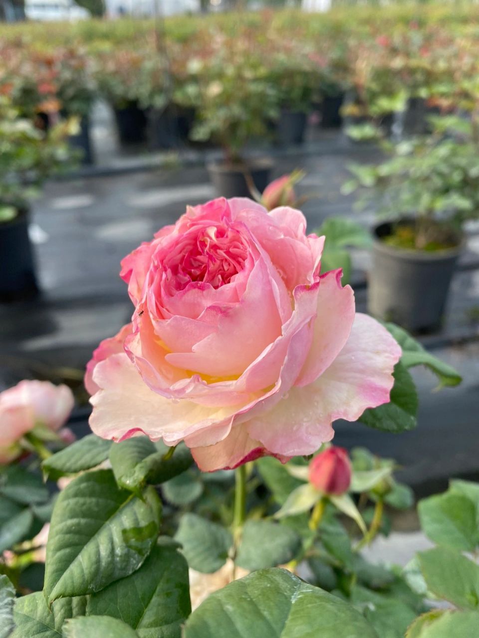 凯拉月季,花中精灵,轻灵飘逸的美