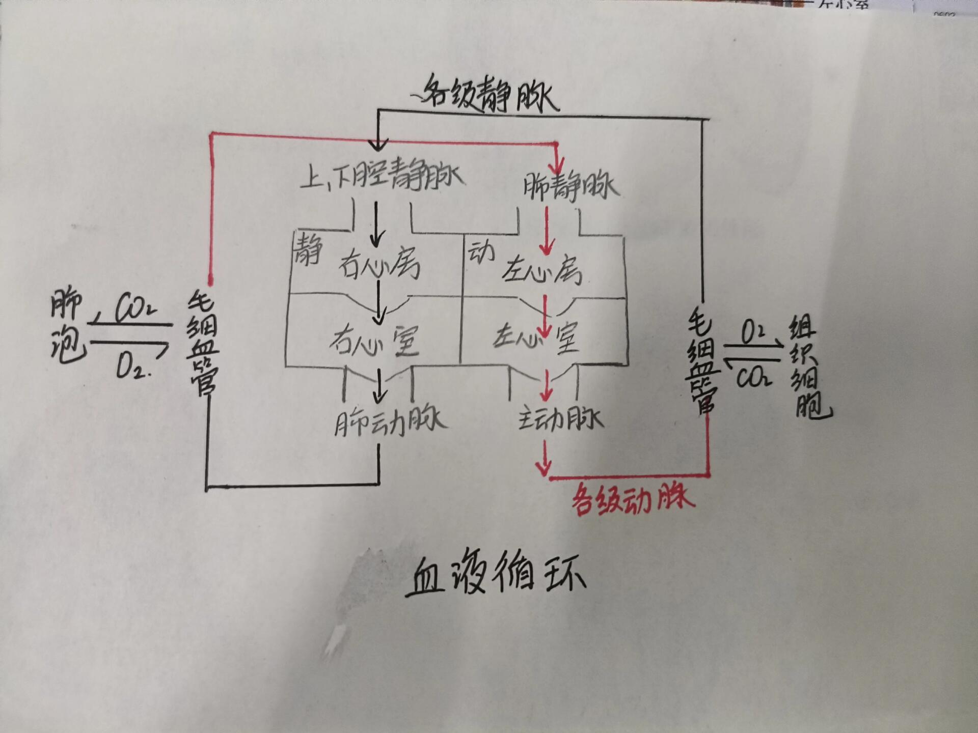 血液循环图