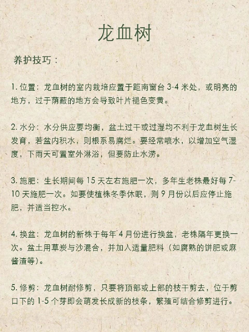 龙血树什么人不能养图片