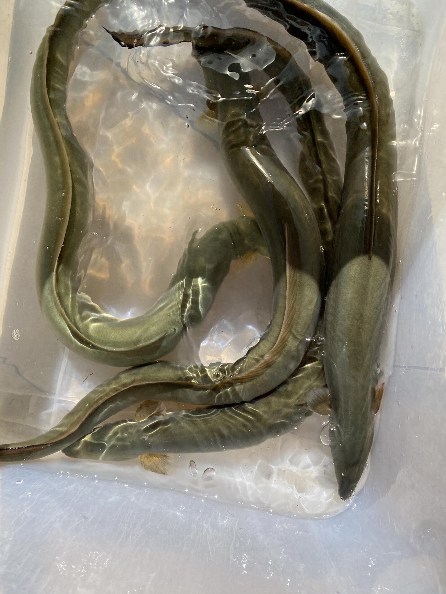 2斤左右一条营养丰富