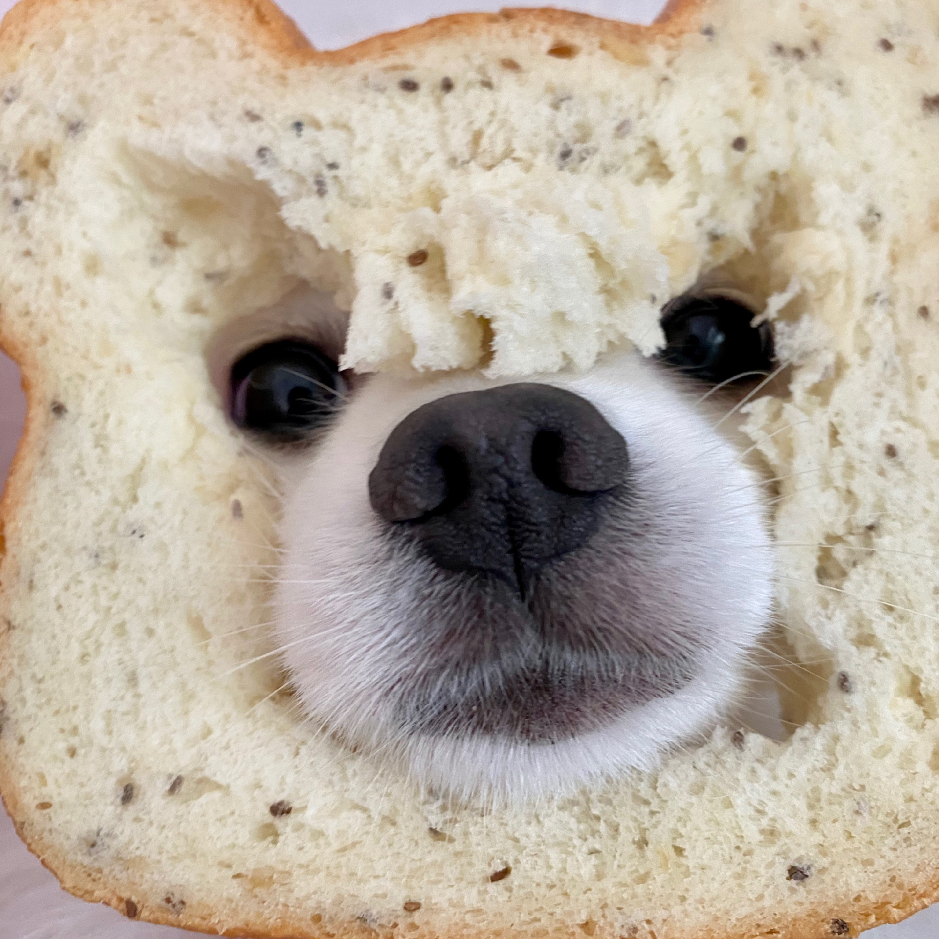 小狗搞笑头像(四) 哈哈哈哈哈今天是吐司小狗🍞