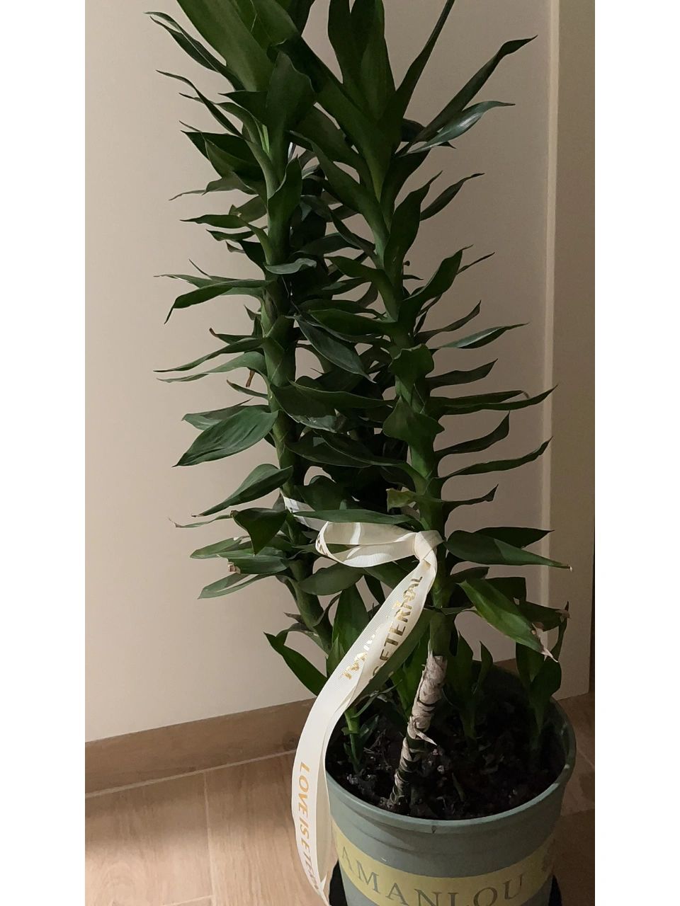 土培富贵竹,养爆棚了 三根富贵竹人是2020年在老家五块钱四根买的