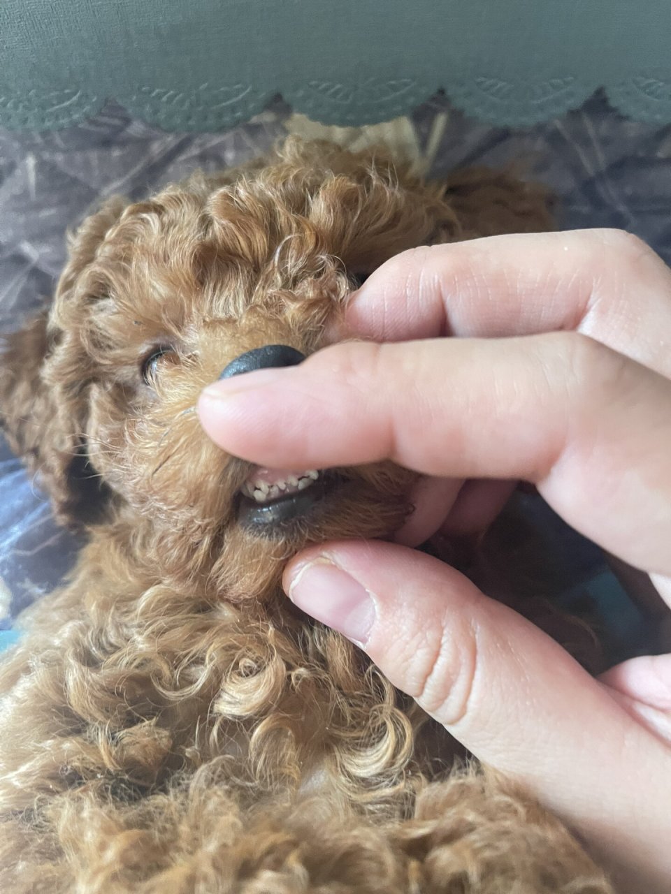 左滑看三个月泰迪妹妹的牙齿