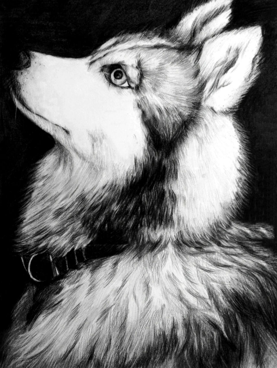 阿拉斯加雪橇犬素描图片