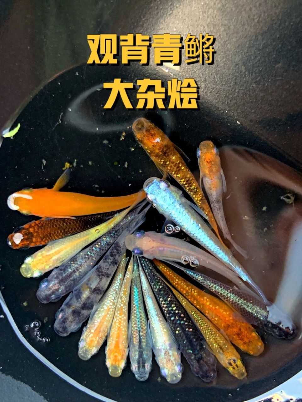 观背青鳉各品种大杂烩  近期给鱼友们选的混搭,鱼好捞,拍照是真的很难