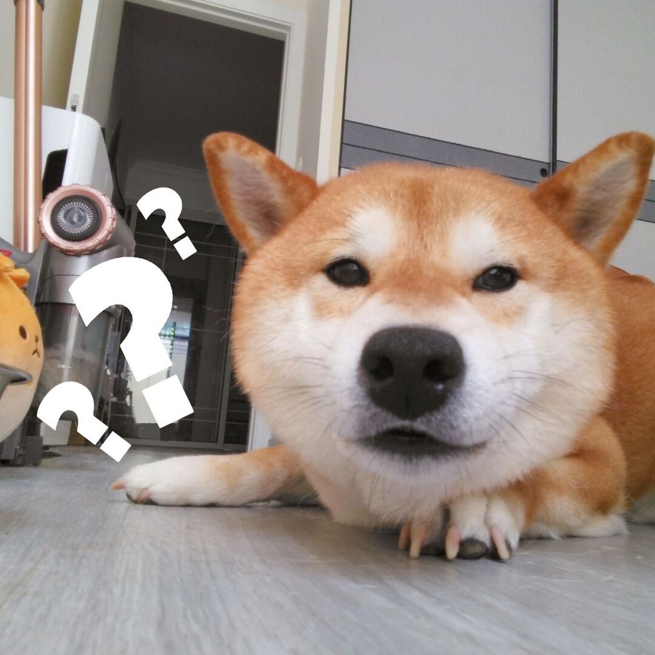 小狗迷茫的眼神表示 搞不懂你为什么不起床 起床了还要拍我 #柴犬