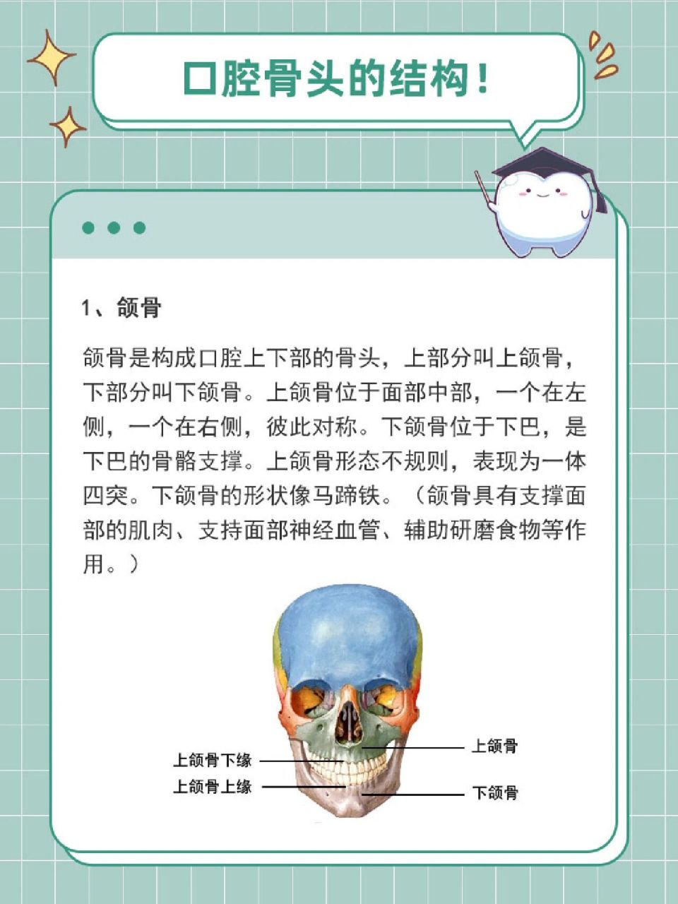 颌骨:是构成口腔上下部的骨头,上部分叫上颌骨,下部分叫下颌骨.