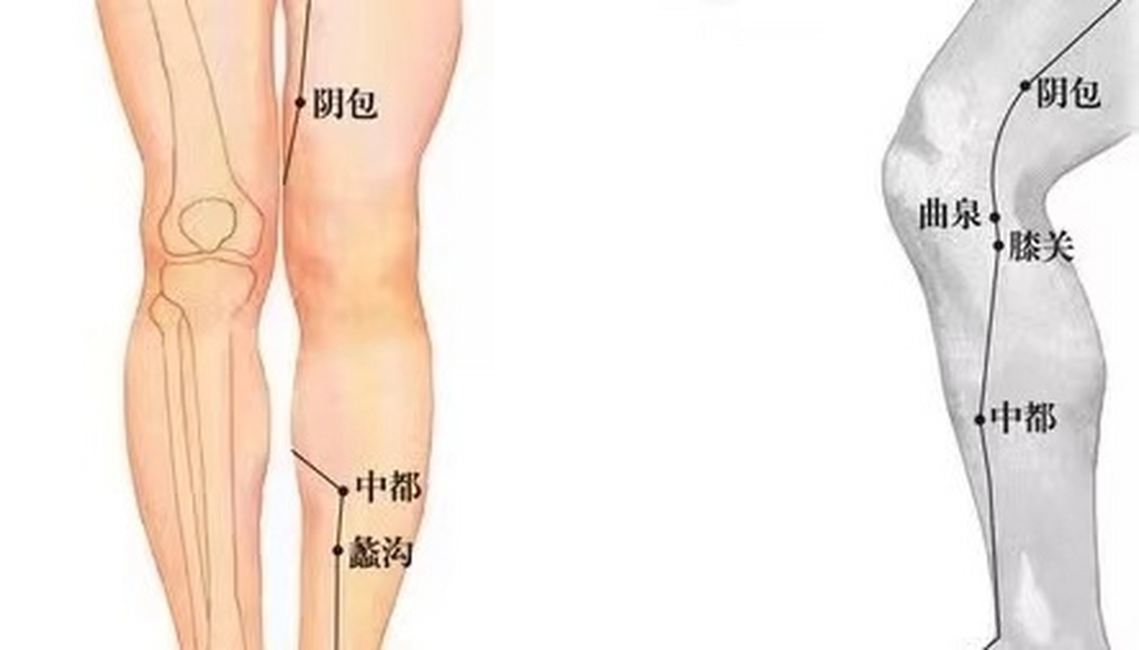 【每日一穴】阴包穴 每日一穴 阴包穴:除湿降浊,清利湿热 【取穴位置