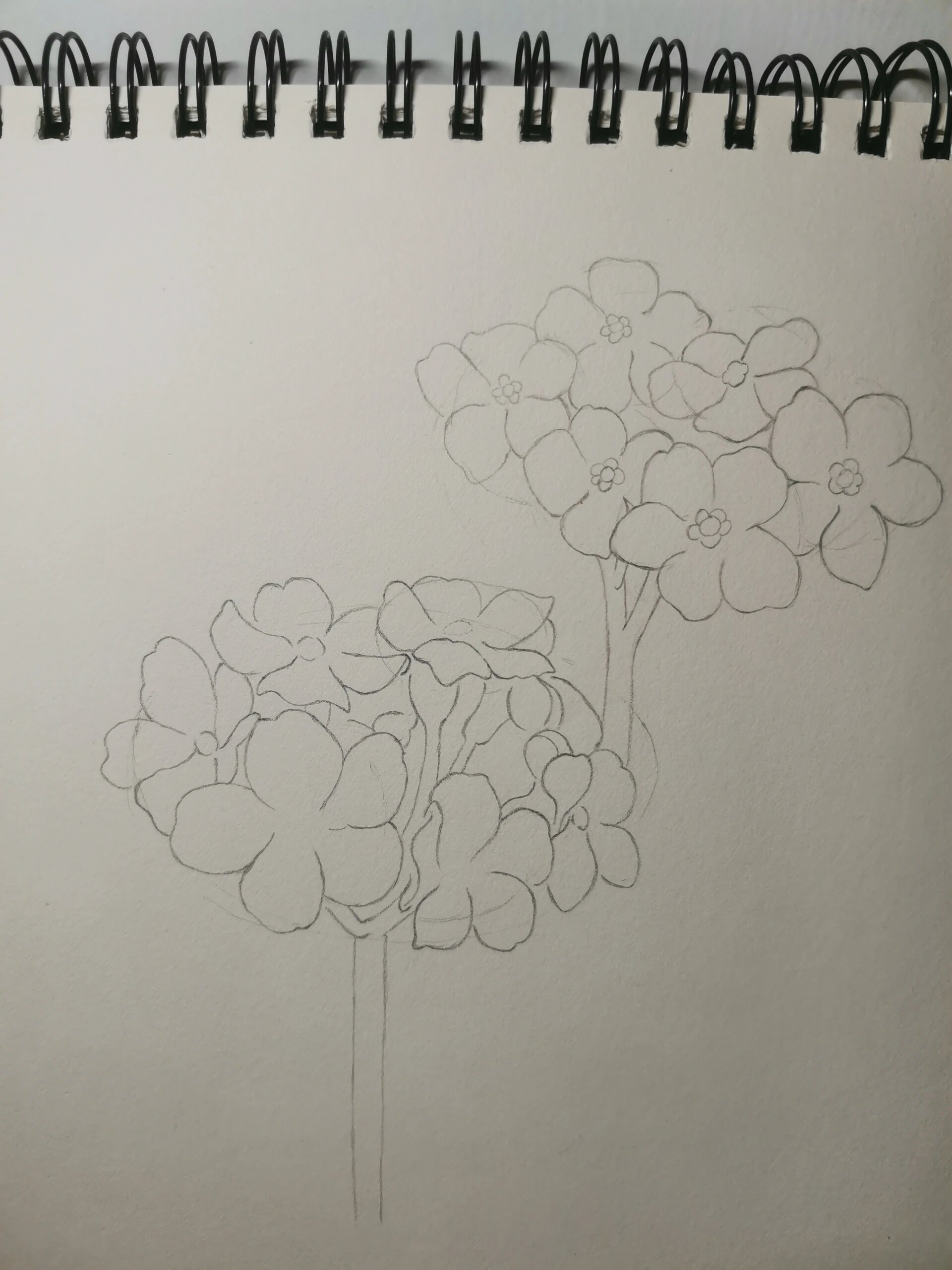 零基础学画画168～勿忘我(附步骤