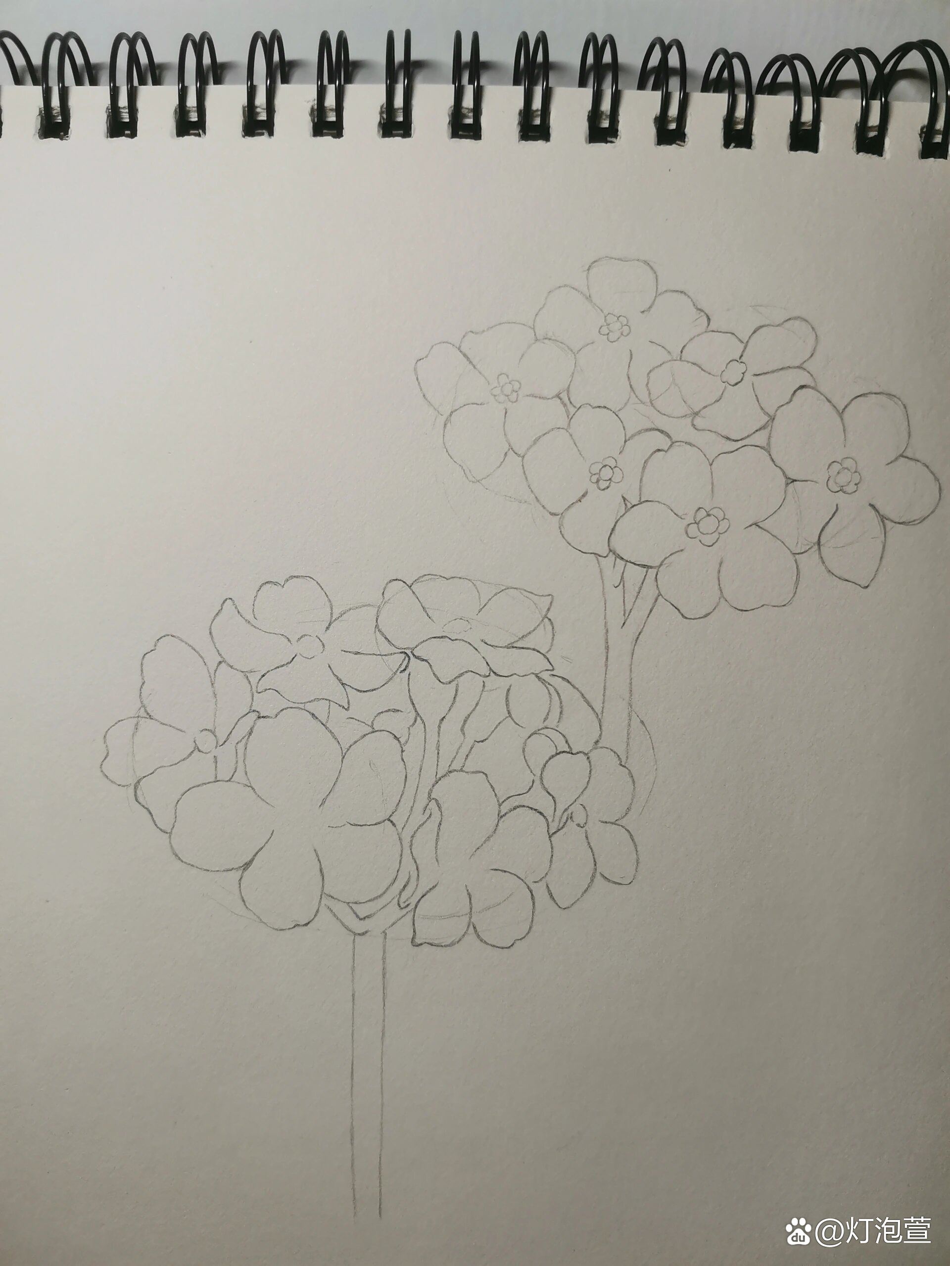 零基础学画画168~勿忘我(附步骤