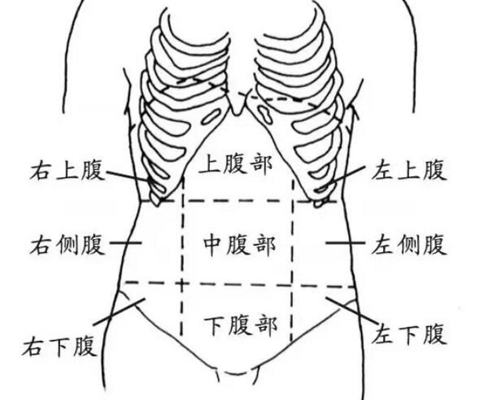 腹部具体位置图图片