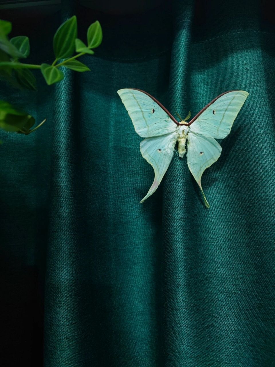 宁波尾大蚕蛾(学名:actias ningpoana)