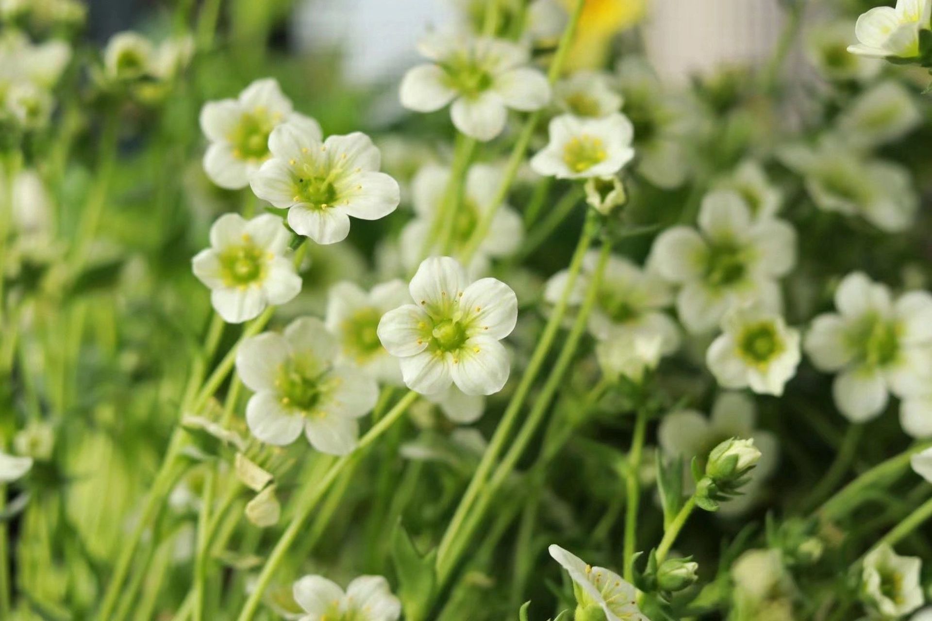 花园植物/高山虎耳草 最近这两年特别喜欢花朵迷你,但是一开就能爆花
