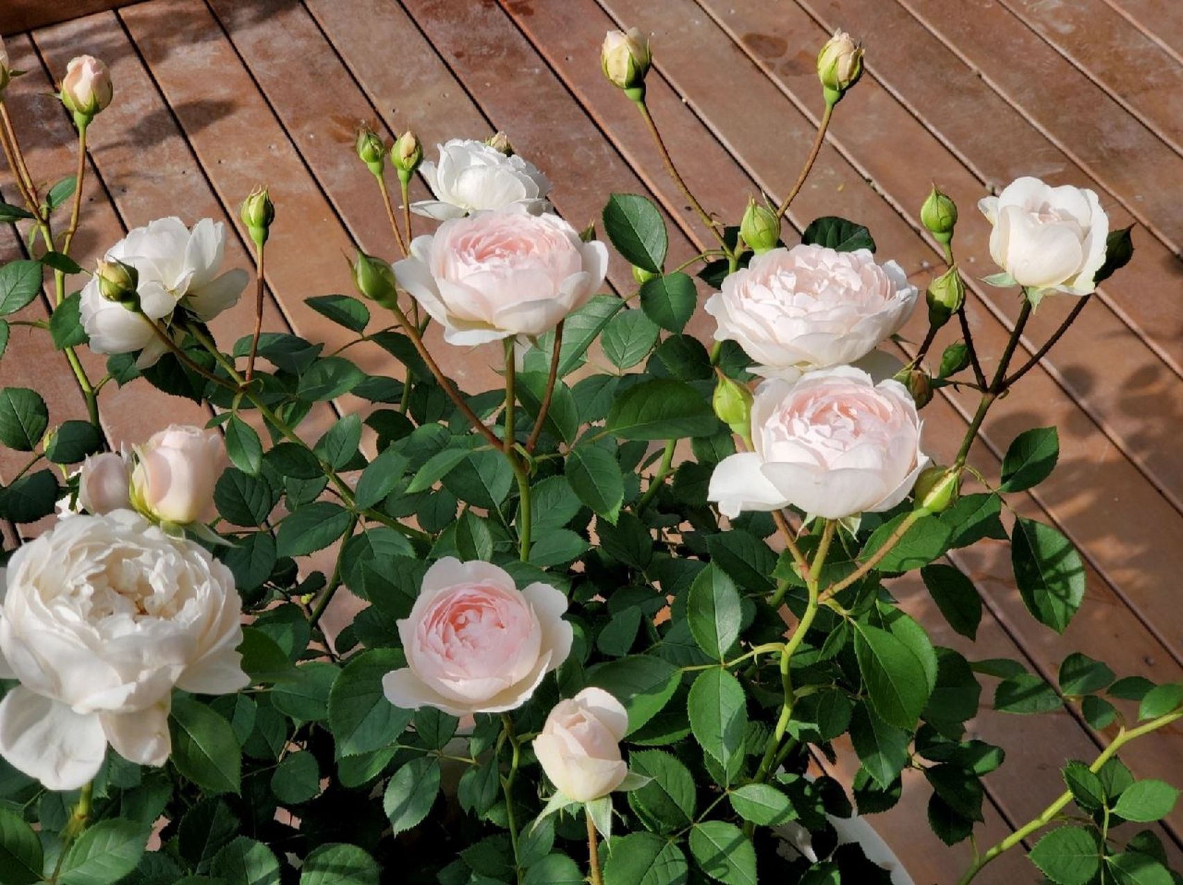 黛丝德蒙娜,粉嫩轻盈入手不亏 有露出花心的重瓣月季 颜色随开放程度