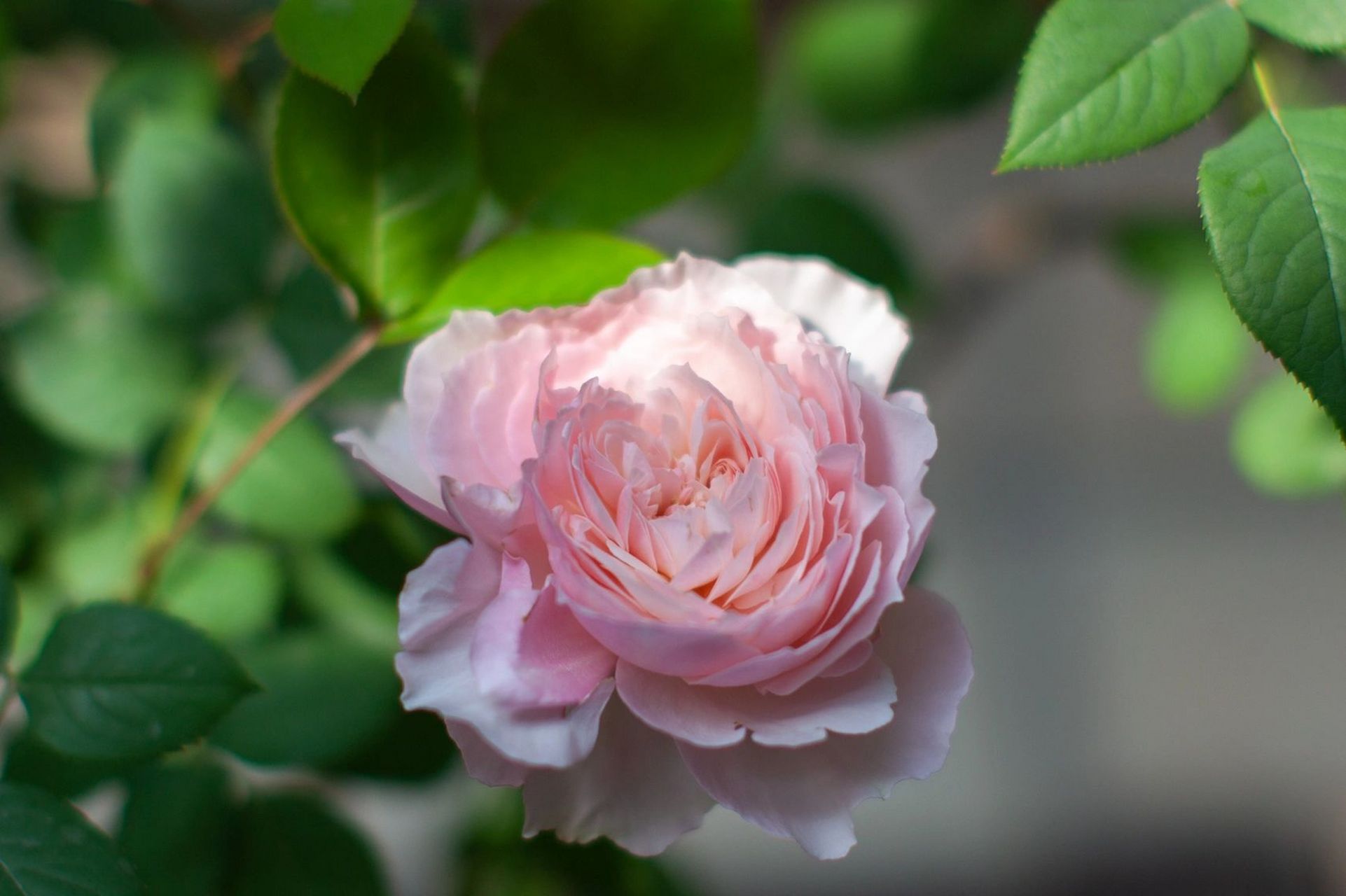 粉色柔美系月季品种第一名|美咲,日和 养过的优秀月季品种推荐,阳台