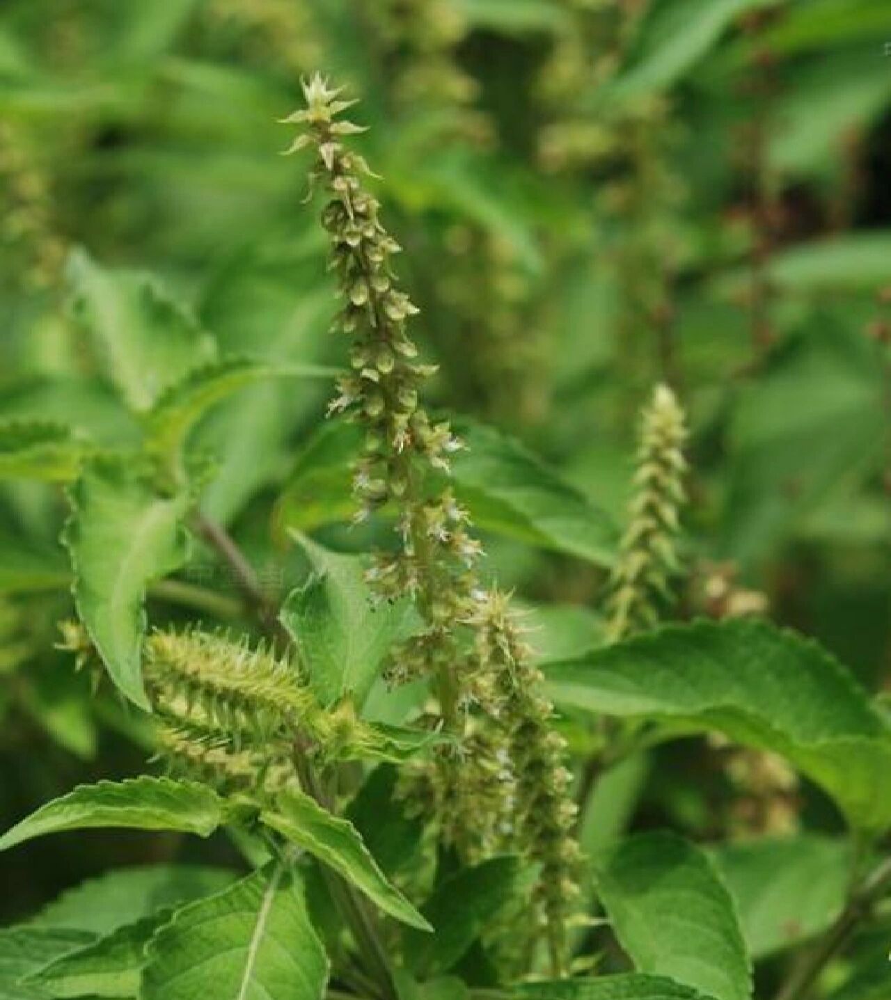 记录认识的中药材 54 | 土大黄 99药材名: 土大黄(蓼科) 99别名