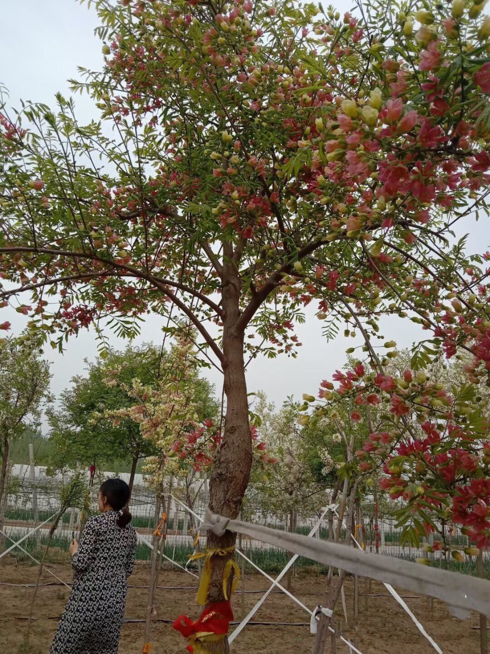 文冠花 又称状元花,颜值高,庭院必备好树,耐寒耐旱,自家种植