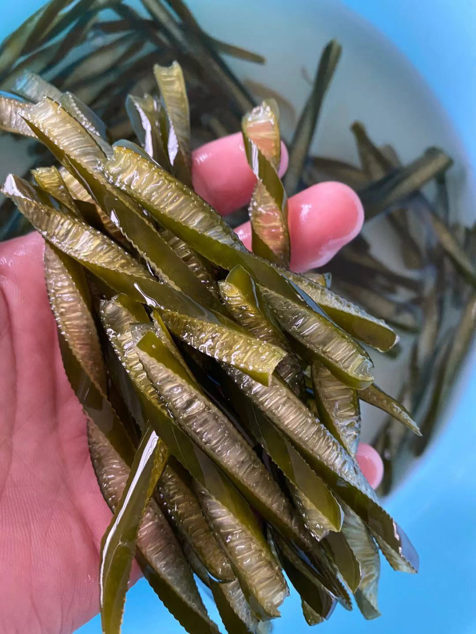 解锁夏天不爱吃饭的降暑菜品—-海茸 海茸丝和海笋,可凉拌,可炒,可