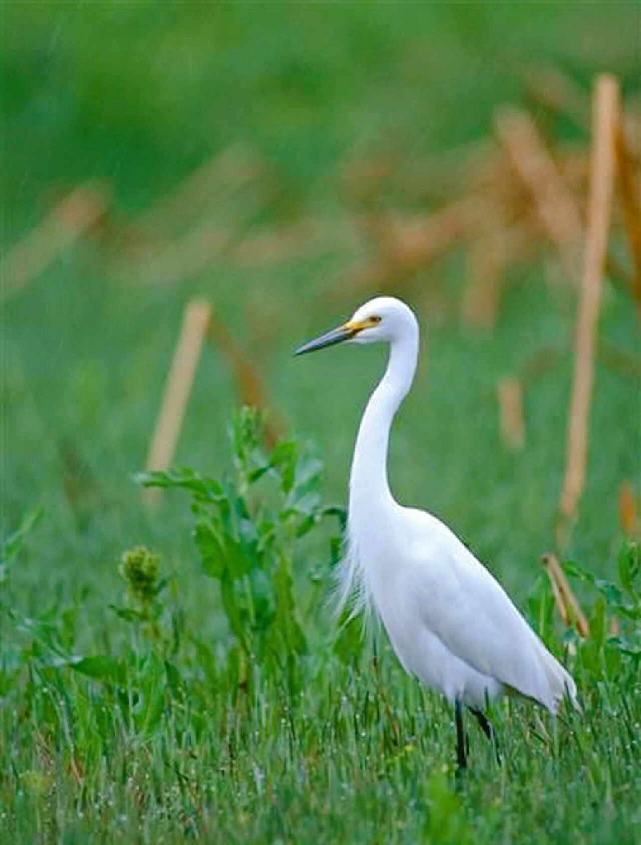 白鹭属共有13种鸟类,其中有大白鹭,中白鹭,白鹭(小白鹭)和雪鹭四种体