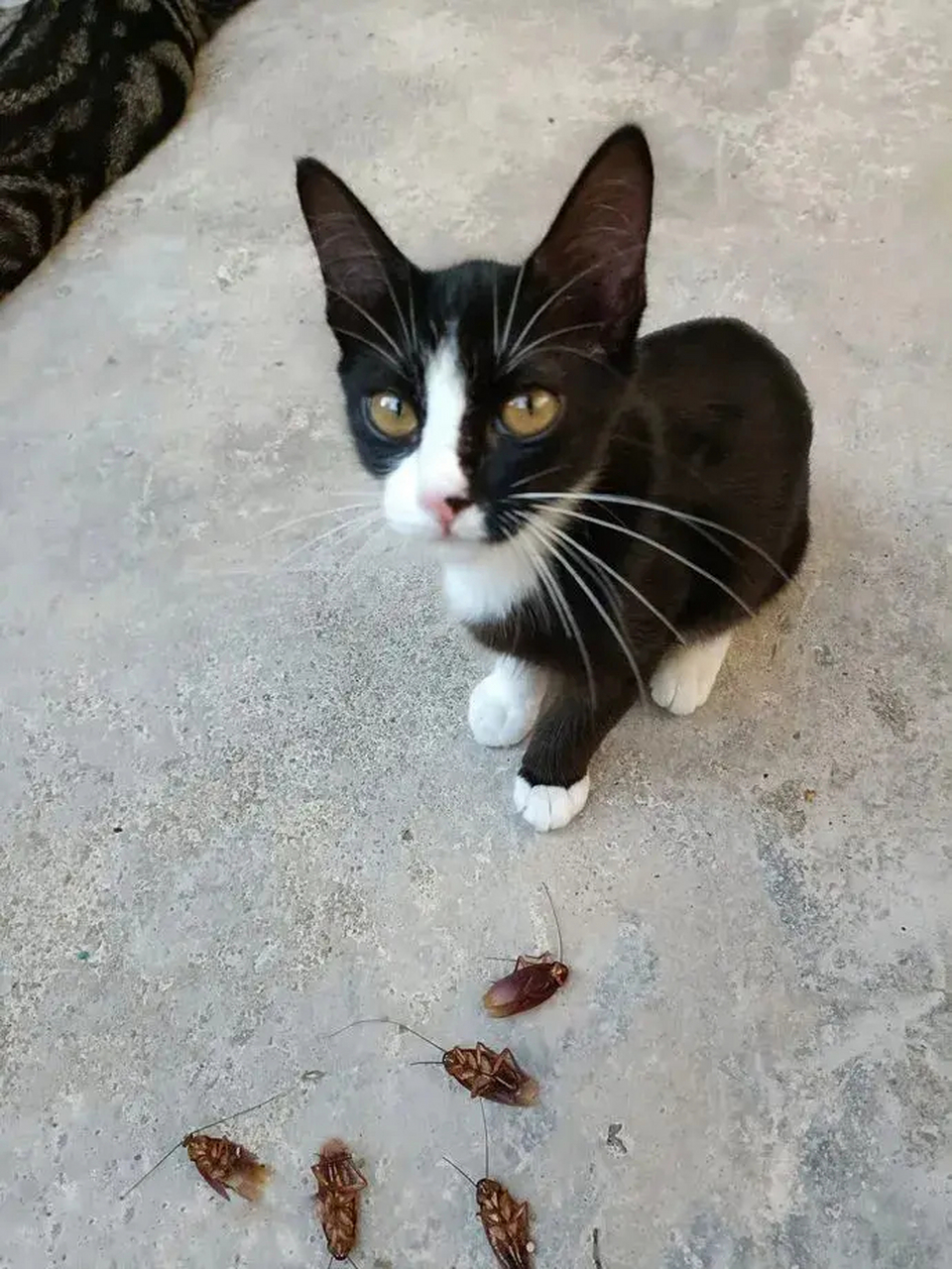 猫抓了好多只蟑螂,还展示给铲屎的看,好像在炫耀!