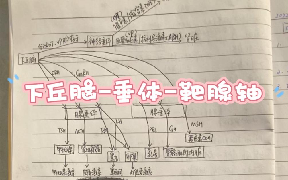 下丘脑垂体靶腺轴图片