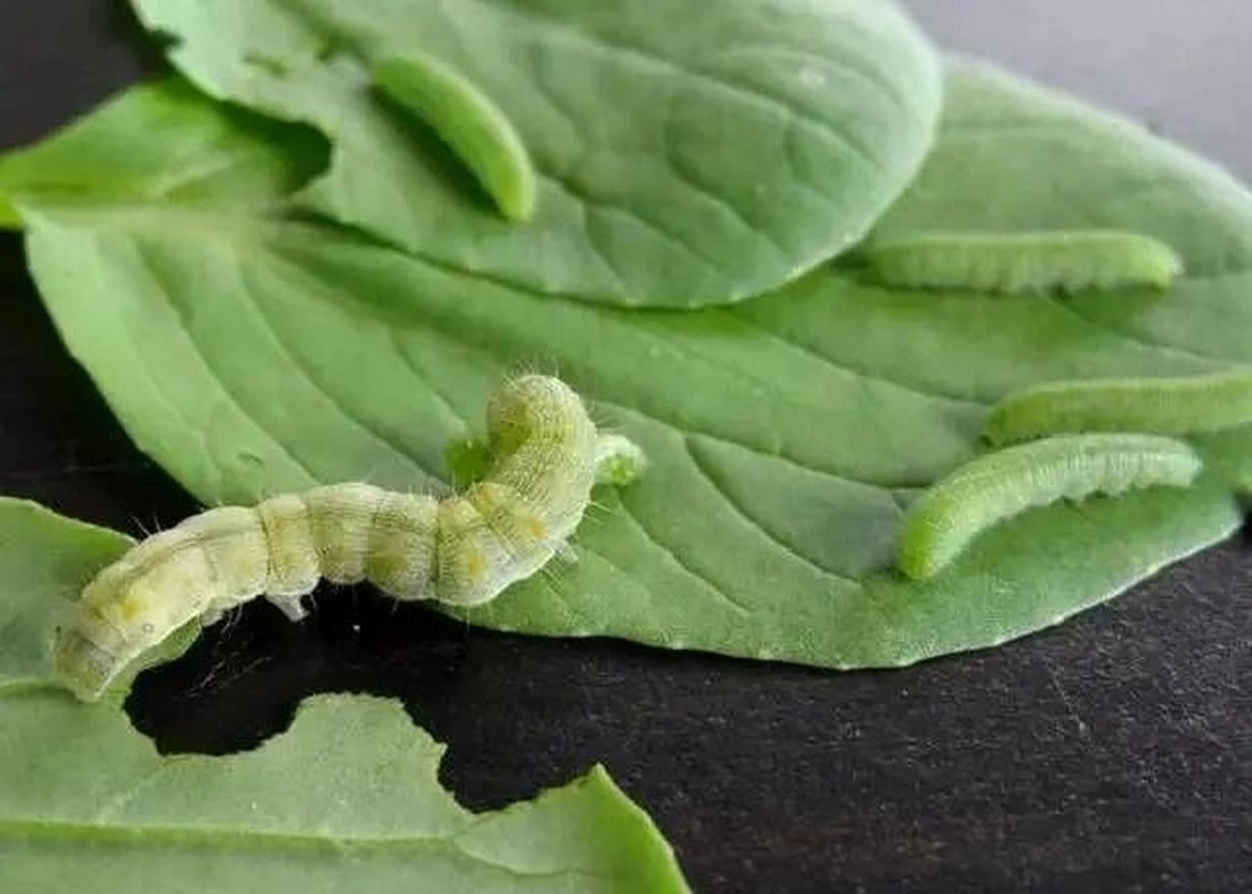 必做的五六月份的自然教育——菜粉蝶的一生 "穿花蛱蝶深深见,点水