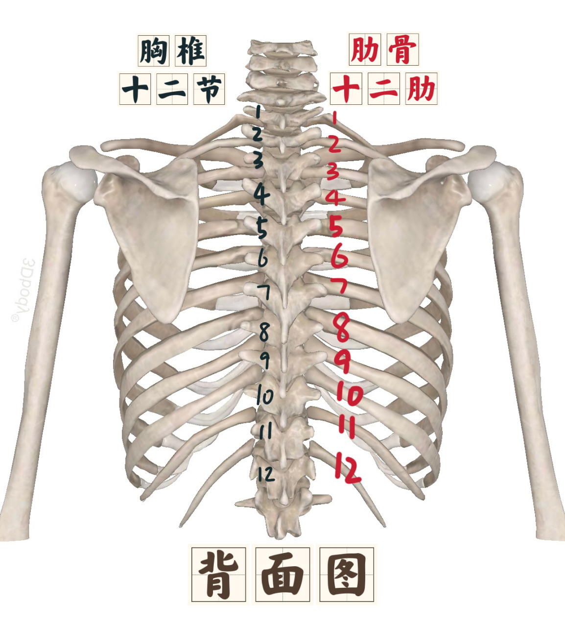 锁骨:呈"～"形弯曲,架于胸廓前上方. 2.
