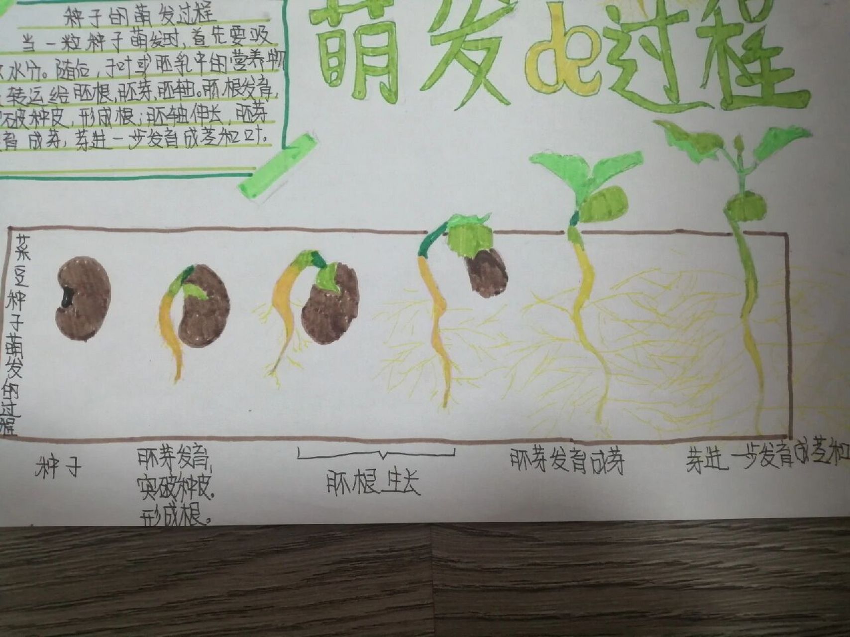 生物种子萌发手抄报图片