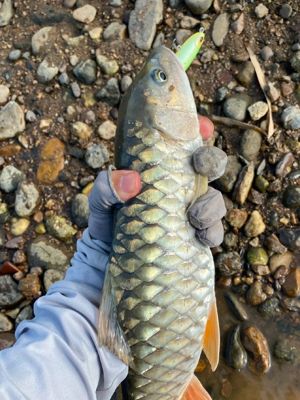 军鱼怎么拍都好看 军鱼出没的的环境,和军鱼的颜值都非常适合拍照,我